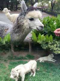 上海野生動物園超實用攻略