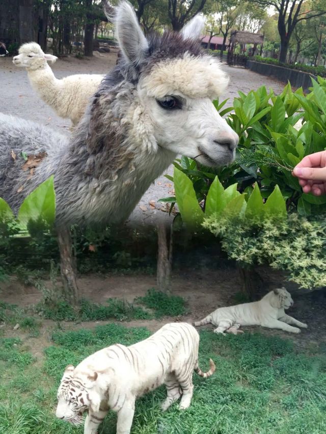 上海野生動物園超實用攻略 上海野生動物園超實用攻略