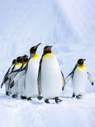 10,000개월도 안 되는 기간에 남극과 남미를 여행했습니다. 🚢✨ 디스커버리 투어: 32일간의 남미 및 남극 크루즈 모험 🚢✨