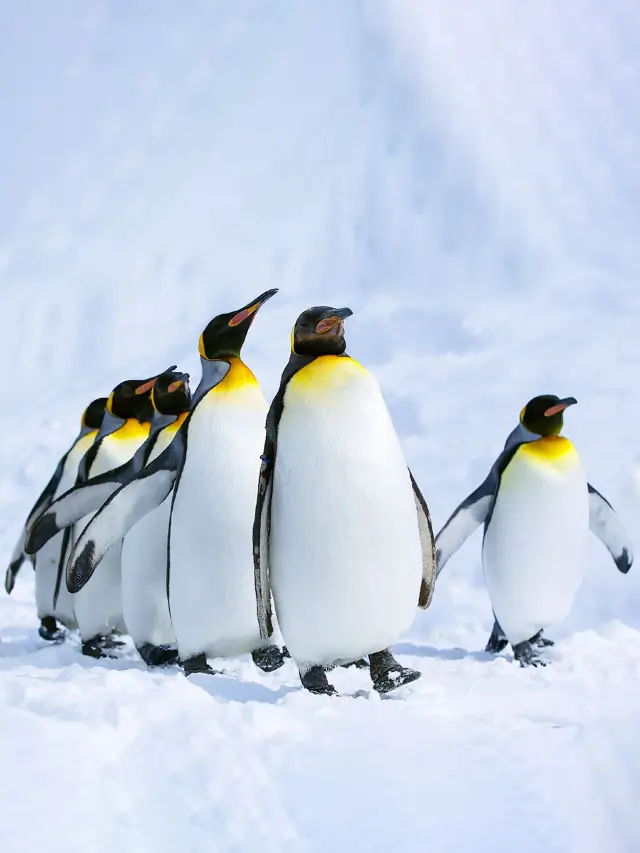 ไม่ถึง 10w1 เดือนเล่นทั่วแอนตาร์กติกา + 4 ประเทศในอเมริกาใต้ 🚢✨ การผจญภัยสำรวจ: 32 วันล่องเรือในอเมริกาใต้และแอนตาร์กติกา 🚢✨