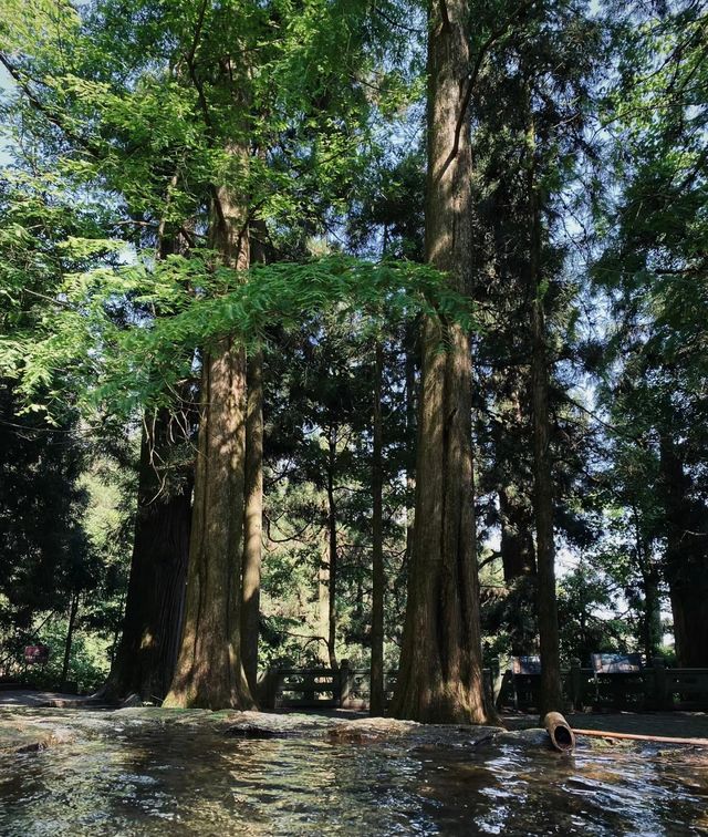 天目山大樹王