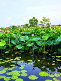 夏天賞荷好去處  “漕涇郊野”歡迎你