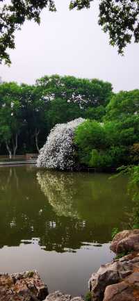 常州第一園林——紅梅公園