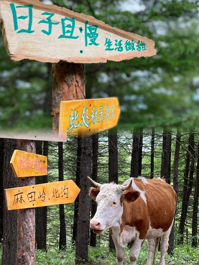 北京徒步的天花板——京郊阿勒泰 麻田岭
