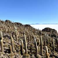 Cactus island!