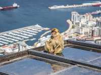 Come see the Apes of Gibraltar!