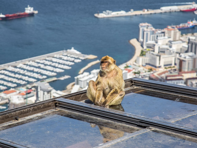 Come see the Apes of Gibraltar!