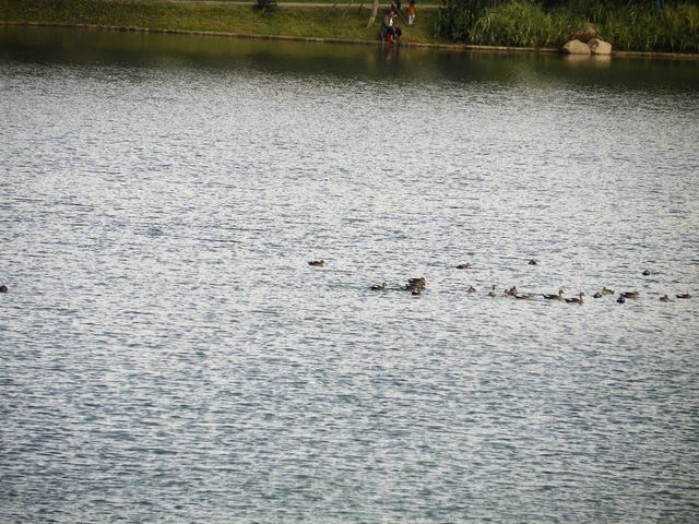 和順古鎮野鴨湖。