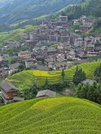 福建聯合梯田｜梯田賞金黃麥田。