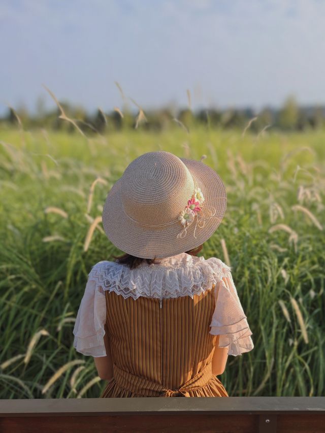 9月21日實拍西安誰還沒去這個公園看粉黛花海!。 9月21日實拍西安誰還沒去這個公園看粉黛花海!。