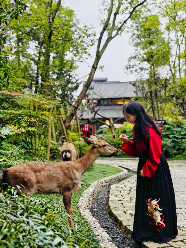 唔使出國都可以睇到京都同款美景!!。