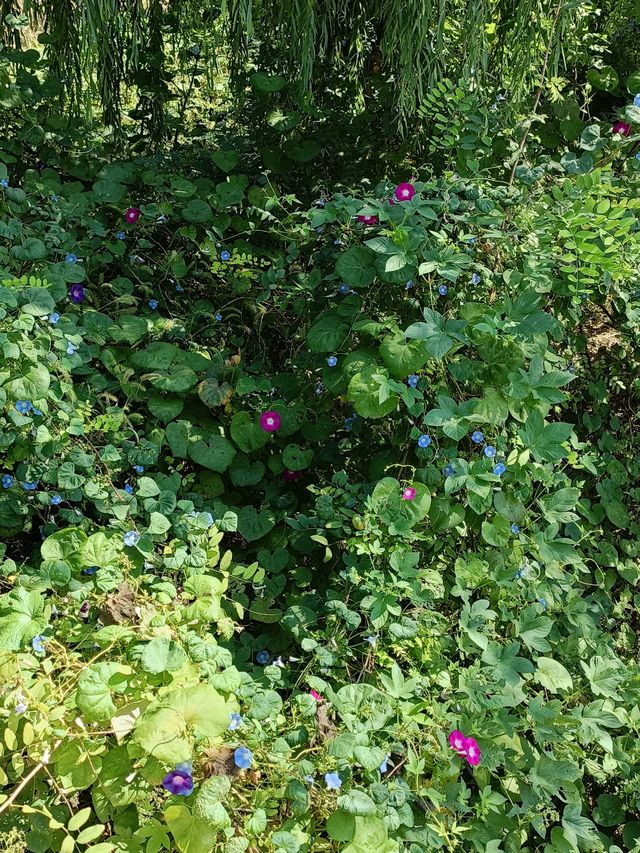 秋日逛公園之西青郊野公園。