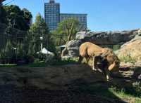 走進動物世界狂歡｜林肯公園動物園。