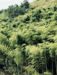 莫干山民宿推薦｜江浙滬的天然氧吧。