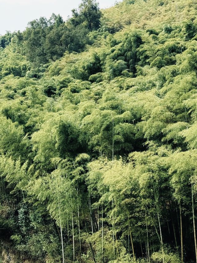 莫干山民宿推薦｜江浙滬的天然氧吧。