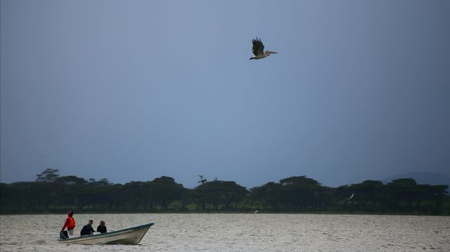 來到納瓦沙湖，看到可愛的鵜鶘了。