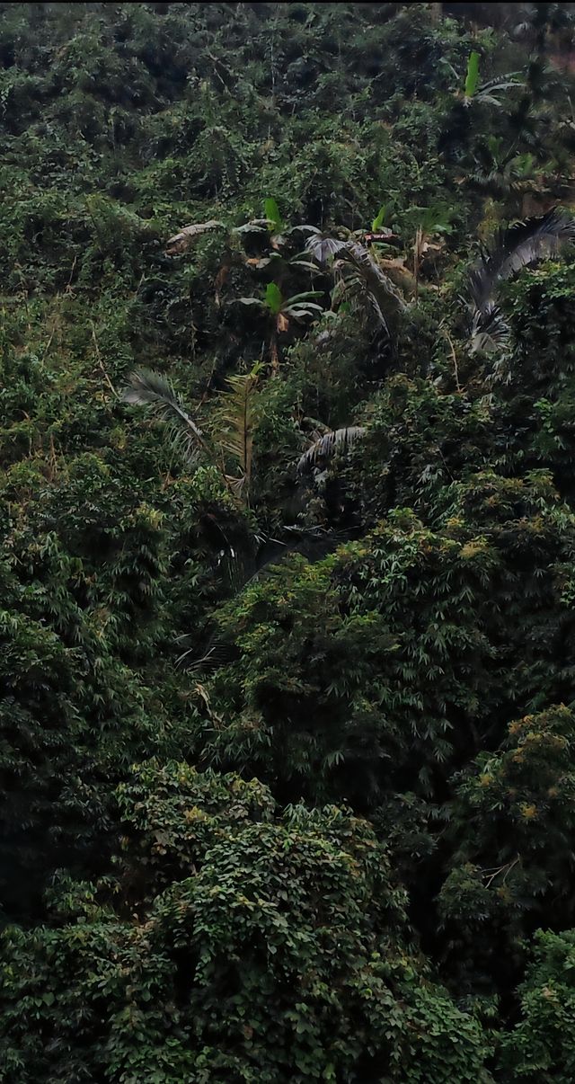 海南深山大環線徒步·瓊中白馬嶺1-4峰連穿。。