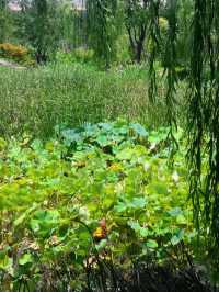 福建福州晉安湖公園 | 穿越時光之旅。