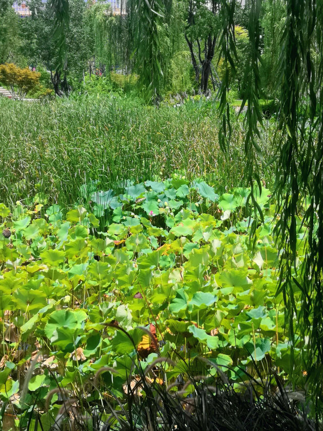 福建福州晉安湖公園 | 穿越時光之旅。 福建福州晉安湖公園 | 穿越時光之旅。