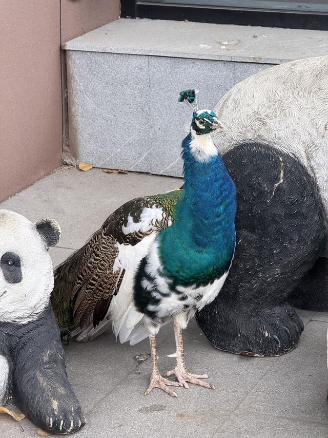 鞍山動物園｜萌動鋼城，動物奇幻樂園大冒險！。