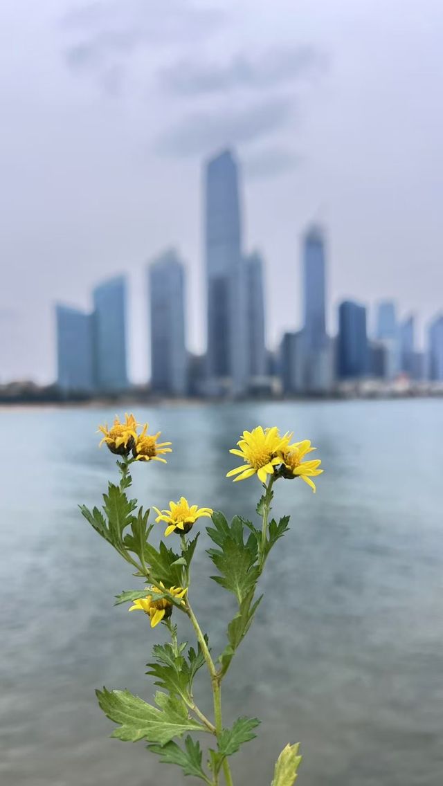 今天給大家推薦青島的唐島灣公園呀。