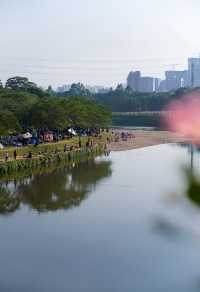 滿眼粉色這就是深圳觀瀾河公園的浪漫。