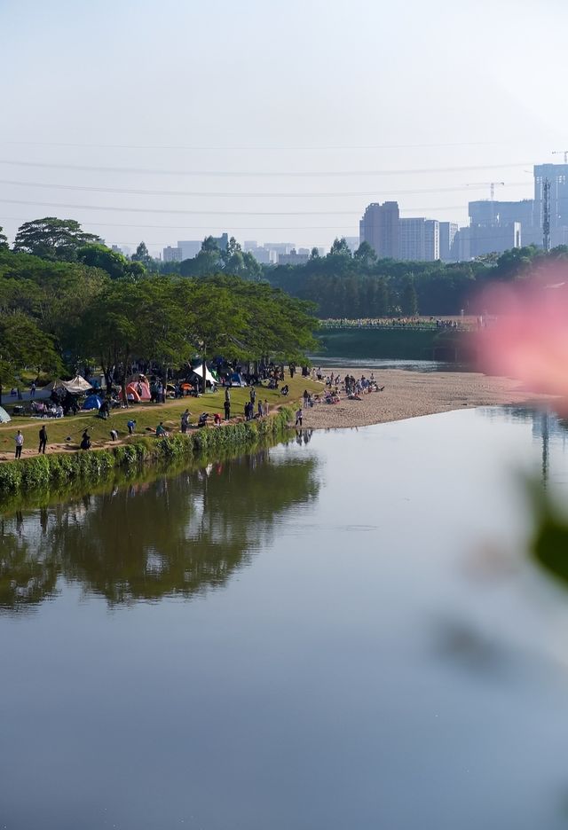 滿眼粉色這就是深圳觀瀾河公園的浪漫。
