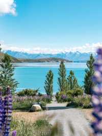 Tekapo 牛奶湖，絕不是照騙（附攻略）。