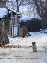 返璞歸真東北味兒拉滿 吉林二合雪鄉旅遊攻略