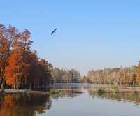 南京池杉湖濕地公園～最佳觀賞路線