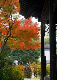 上海賞葉：桂林公園的紅葉與銀杏，12.7拍攝