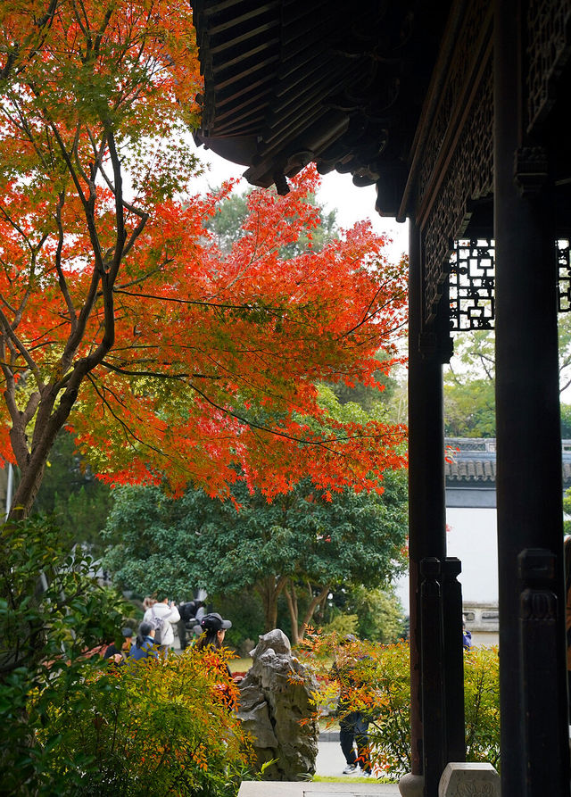 上海賞葉：桂林公園的紅葉與銀杏，12.7拍攝