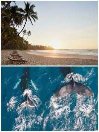 Sri Lanka Whale Shark Adventure
