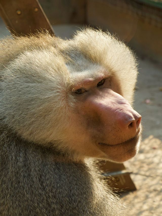 冬季反向目的地特色旅行好去處（附香市動物園攻略）
