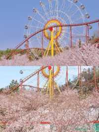 釜山周邊遊|金海櫻花自行車(附攻略)