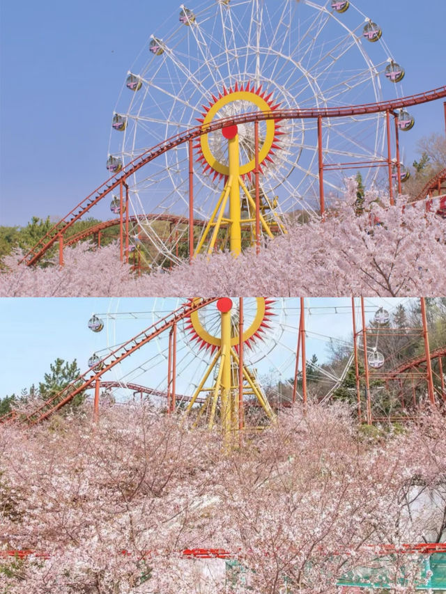 釜山周邊遊|金海櫻花自行車(附攻略)