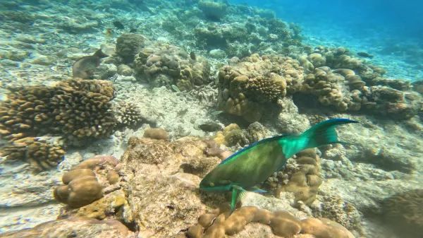 The Ultimate Maldives (Velaa Private Island) Guide + Tips