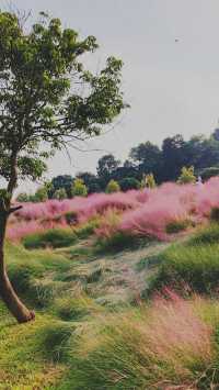 《徒步石岩湖陌上花開公園：探尋未知的美麗》