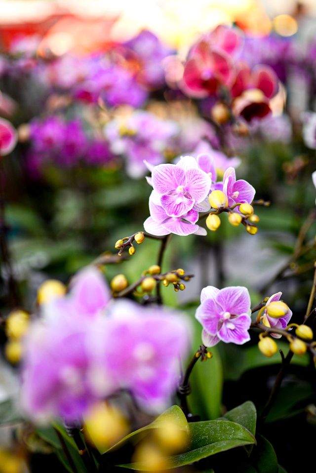 佛山陳村迎春花市｜逛花市過大年