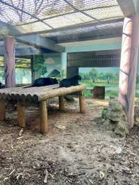 🦒🔥雲南昆明動物園｜是時候去看看可愛的動物了👀