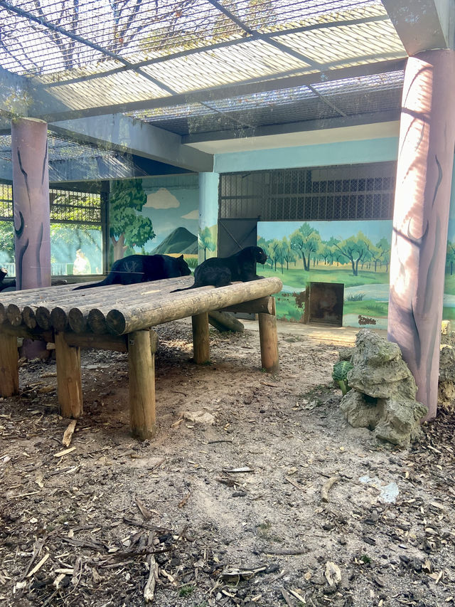 🦒🔥雲南昆明動物園｜是時候去看看可愛的動物了👀