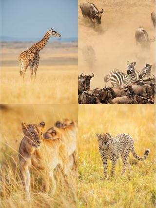 Best Places to Visit in Kenya for Chinese New Year: 6-Day Tour Guide
