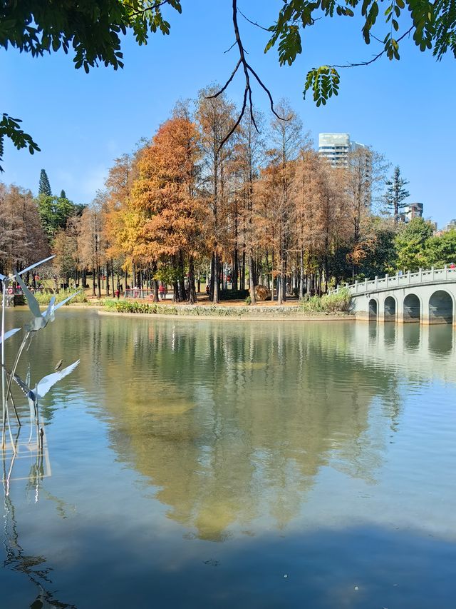 落羽杉