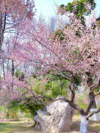 武漢2-5月賞花攻略！是春和景明