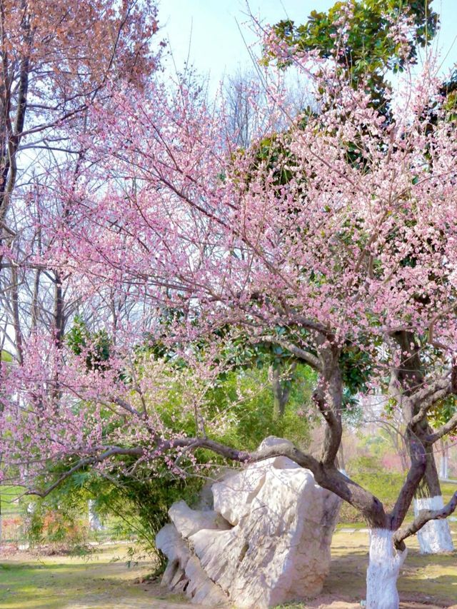 武漢2-5月賞花攻略！是春和景明