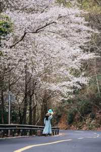 寧波「蛇形路」