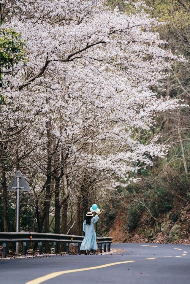 寧波「蛇形路」
