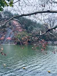 陽朔5天深度遊 超全攻略快碼住