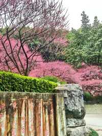 重慶踏青賞梅之彩雲湖