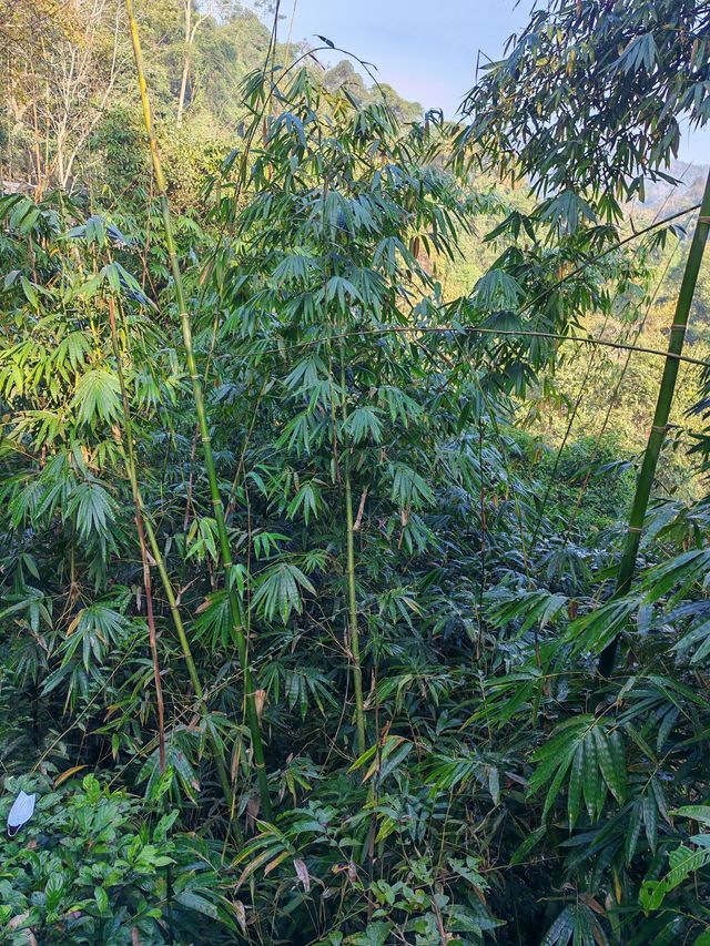 6日探秘雲南西雙版納-昆明 森林之旅太驚艷